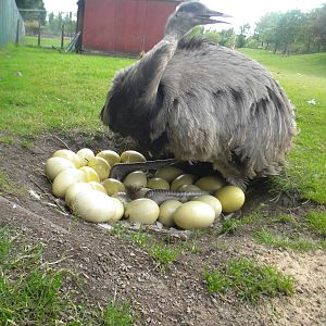 Greater Rhea and eggs at Blackpool Zoo 26/06/11