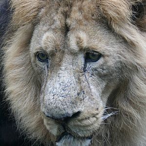 Asiatic lion