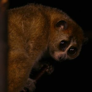 Slow loris