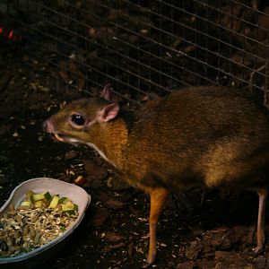 Lesser mouse deer