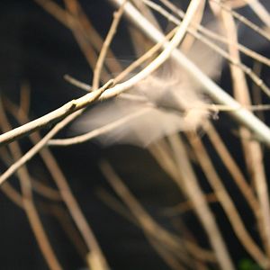 Pallas' long-tongued bat