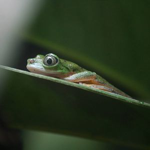 Lemur leaf frog