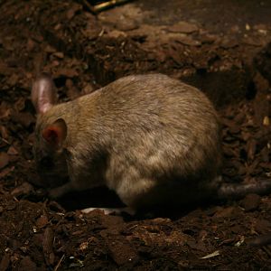 Giant Madagascar jumping rat