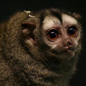 Grey-legged night monkey