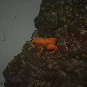 Golden mantella