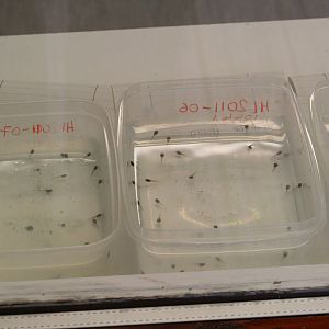 Lemur leaf frog tadpoles