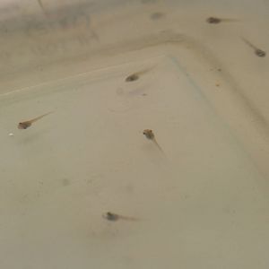 Lemur leaf frog tadpoles
