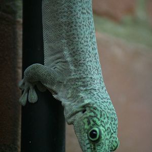 Standing's day gecko