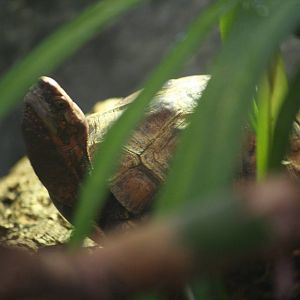 Vietnam box turtle