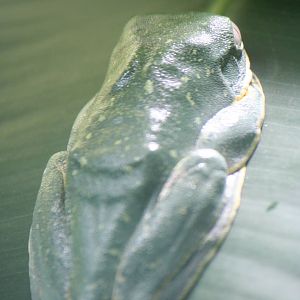 European treefrog