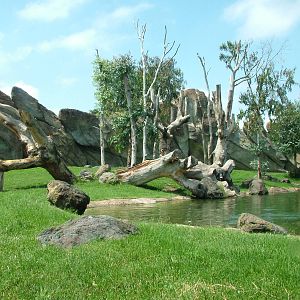 Gorilla/Mangabey Exhibit at Bioparc Valencia, 28/05/11