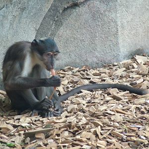 White-naped Mangabey at Bioparc Valencia, 28/05/11