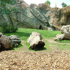 Gorilla/Mangabey Exhibit at Bioparc Valencia, 28/05/11