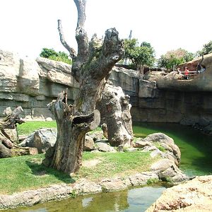 Chimp Exhibit at Bioparc Valencia, 28/05/11