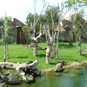 Gorilla/Mangabey Exhibit at Bioparc Valencia, 28/05/11