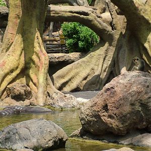 Pygmy Hippo/Southern Talapoin at Bioparc Valencia, 28/05/11