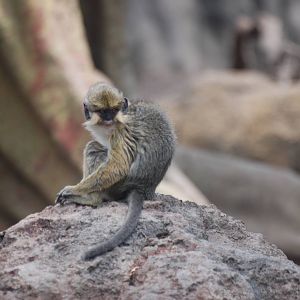 Southern Talapoin at Bioparc Valencia, 28/05/11