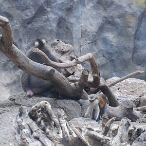 Drill/Mona Guenon at Bioparc Valencia, 28/05/11