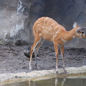 Western Sitatunga at Bioparc Valencia, 28/05/11