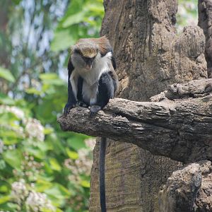 Mona Guenon at Bioparc Valencia, 28/05/11