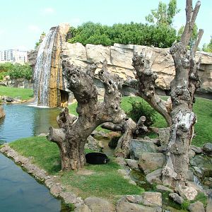 Chimp Exhibit at Bioparc Valencia, 28/05/11