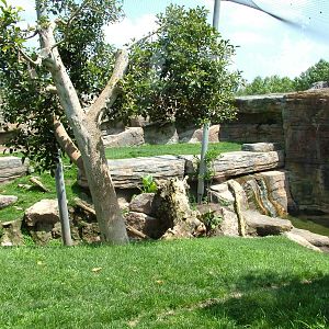 Leopard Exhibit at Bioparc Valencia, 28/05/11