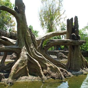 Hippo, Sitatunga and Monkey Exhibit at Bioparc Valencia, 28/05/11