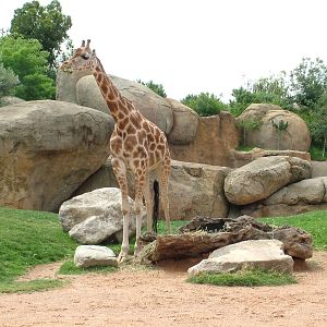 Giraffe at Bioparc Valencia, 28/05/11