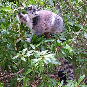 Ring-tailed Lemur at Bioparc Valencia, 28/05/11