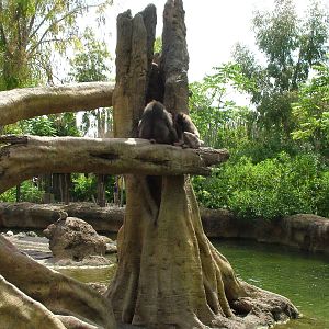 Hippo, Sitatunga and Monkey Exhibit at Bioparc Valencia, 28/05/11