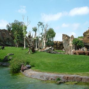 Gorilla/Mangabey Exhibit at Bioparc Valencia, 28/05/11