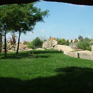 Lion Exhibit at Bioparc Valencia, 28/05/11