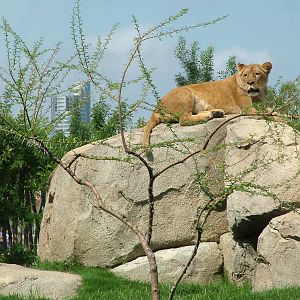 African Lion(ess) at Bioparc Valencia, 28/05/11
