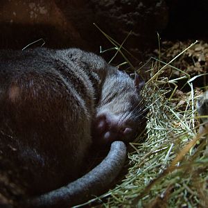 Gambian Pouched Rat at Bioparc Valencia, 28/05/11