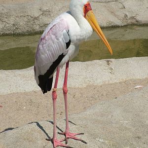 Yellow-billed Stork at Bioparc Valencia, 28/05/11