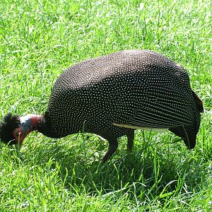 Kenyan Crested Guineafowl at Bioparc Valencia, 28/05/11