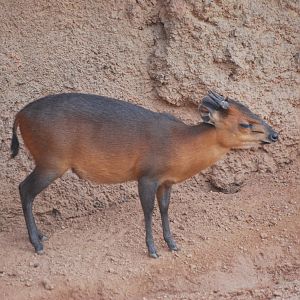 Red-flanked Duiker at Bioparc Valencia, 28/05/11