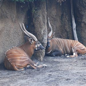 Eastern Bongo at Bioparc Valencia, 28/05/11