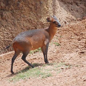 Red-flanked Duiker at Bioparc Valencia, 28/05/11