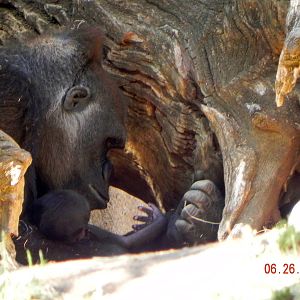 Gorilla baby and Mom