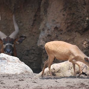 Natal Red Duiker at Bioparc Valencia, 28/05/11