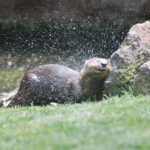 Spot-necked Otter at Bioparc Valencia, 28/05/11