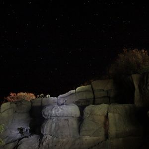 bighorn sheep under the stars