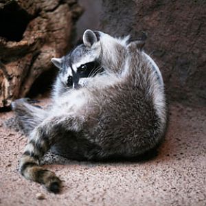 a ball of racoon