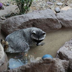 racoon in water