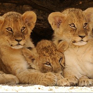Babylions at Hamburg