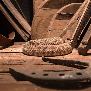 New Reptile House Theming II