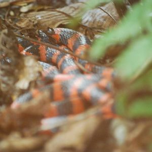 Bicolored coral snake
