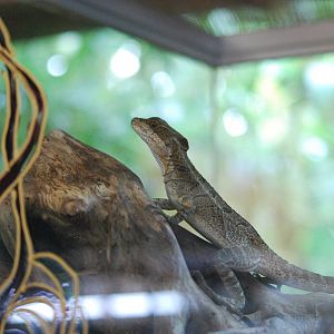 Brown basilisk lizard