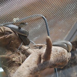 Unknown snake species